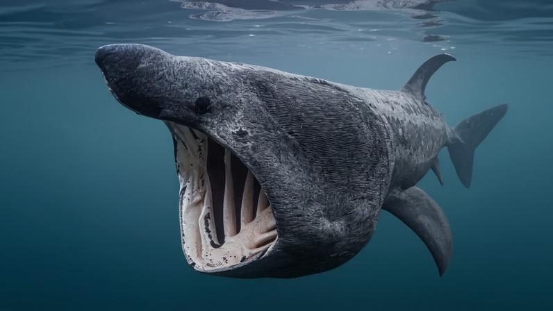 A basking shark (Cetorhinus maximus), an endangered species, photographed along the Inner Hebrides island chain in Scotland, which is within a designated ISRA.