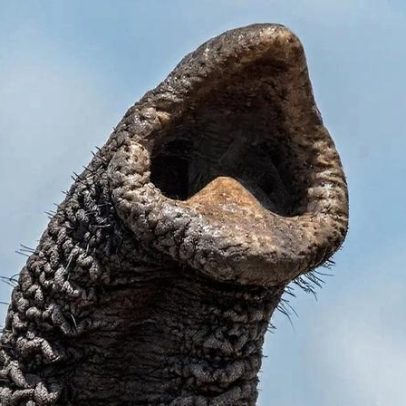 Pelinhos na tromba mudam como elefantes enxergam o mundo