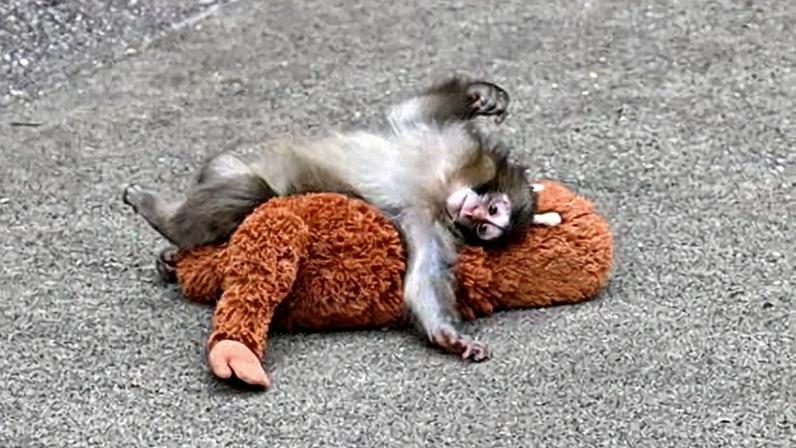 Punch is seen with a stuffed animal at a zoo in Japan after he was abandoned by his mother at birth.