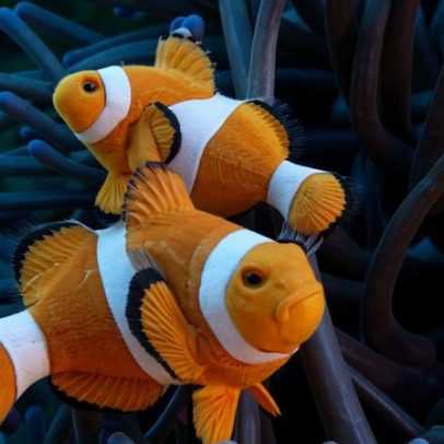 Peixes-palhaço enfrentam risco de vida ao perderem as listras