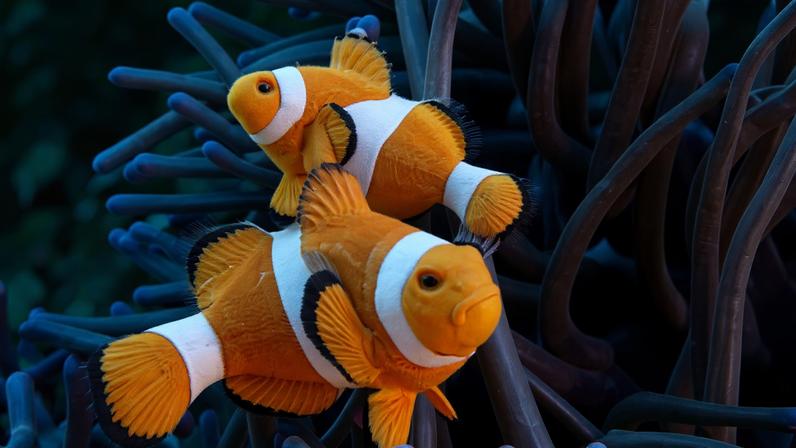 Fotografia de dois peixes palhaço.