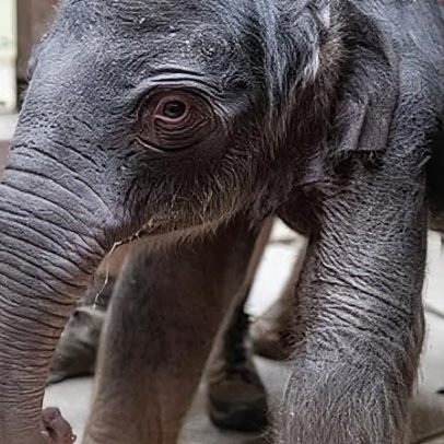 Zoológico Smithsonian recebe filhote de elefante asiático