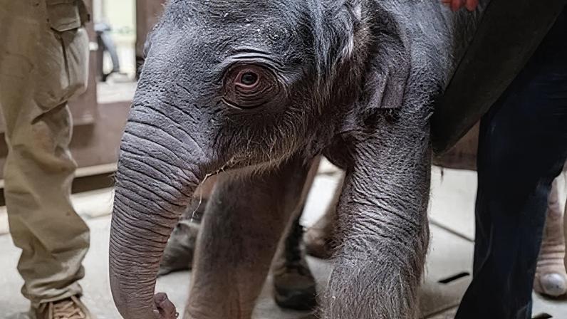 The Smithsonian National Zoo in Washington celebrated the birth of a baby Asian elephant on Monday, its first in nearly 25 years