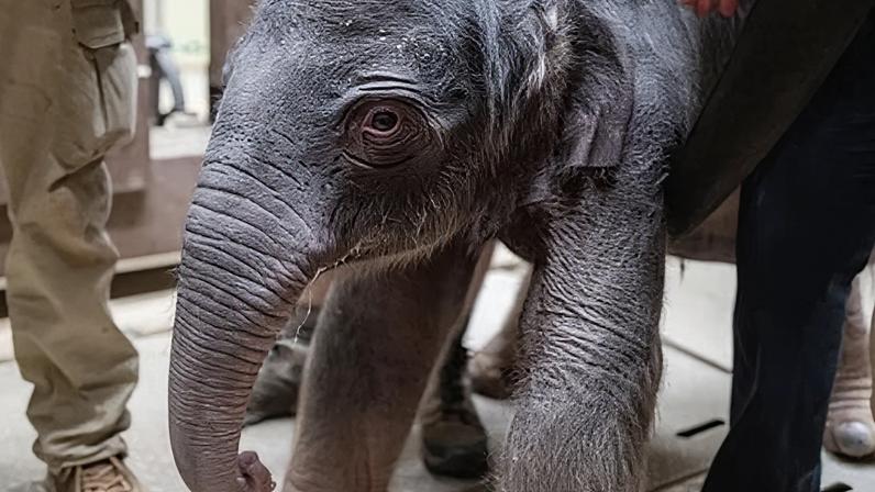 an elephant calf
