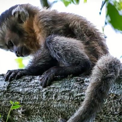 Cientistas registram macaco-prego albino em Ubajara