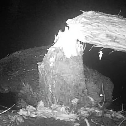 Segundo castor selvagem é avistado em reserva natural de Norfolk
