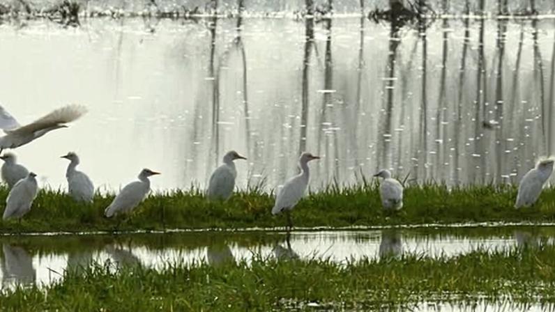 Herons in a flooded field near Bourdelles. After weeks of rain, temperatures in south-western France are forecast to soar this week.