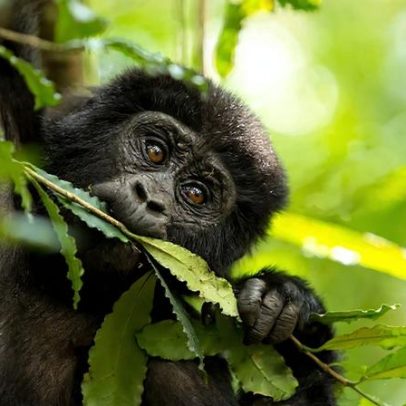 Testes em chimpanzés revelam consumo diário de álcool