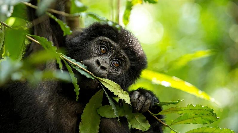 Fotografia de um chimpanzé comendo planta na floresta.