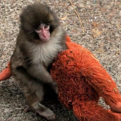 Por que o macaco Punch viralizou? a ciência da fofura explica