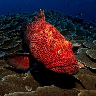 Biomassa de peixes cai 20% ao ano por aquecimento dos oceanos