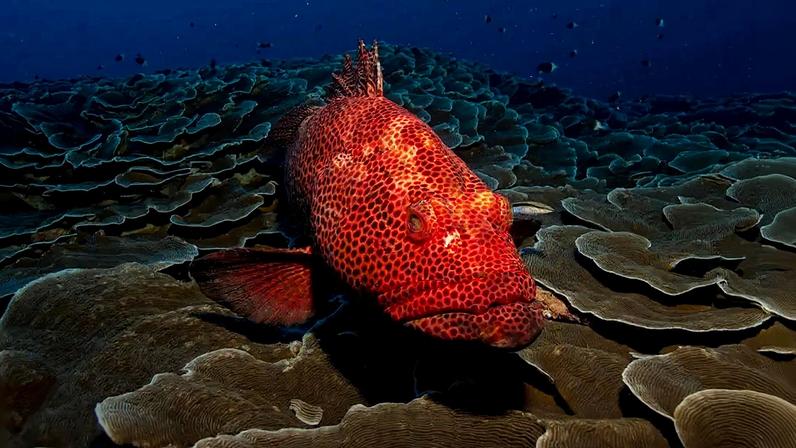 Fotografia do Peixe, Garoupa, Vermelho.