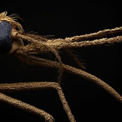 Estudo explica como mosquitos passaram a preferir sangue humano