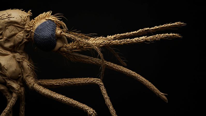 Fotografia da espécie de mosquito Anopheles, portador do parasita da malária x20.