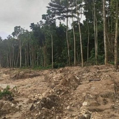 Campanha bem-sucedida mostra que as florestas da Gana valem mais que o ouro