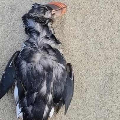 Papagaios-do-mar britânicos em perigo: tempestades de inverno ameaçam aves