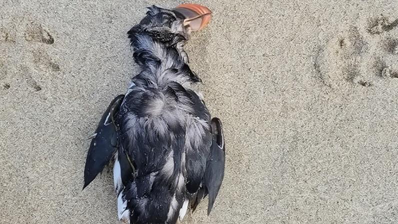 Andy Cowrie, Cornwall Wildlife Trust