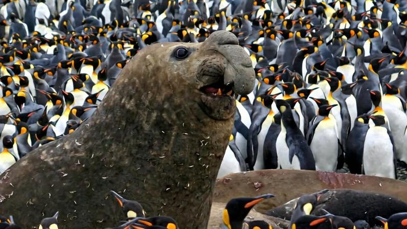 According to scientists, the enhanced protection for southern elephant seals is likely benefiting other species in their habitat. Image courtesy of Nico de Bruyn.