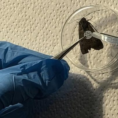 Cientistas rastreiam 10 mil mariposas na Austrália com cola de cílio e tags
