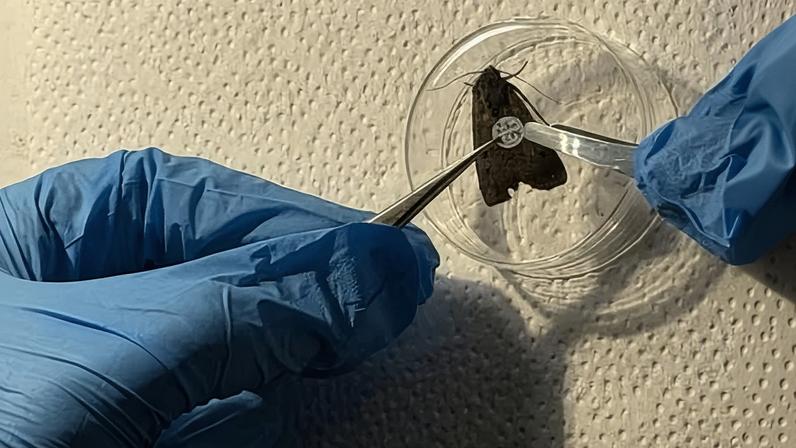 Twenty researchers and volunteers tagged about 10,000 bogong moths over 10 days.
