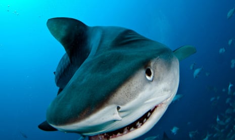 A tiger shark swims at the camera offshore from Jupiter, Florida.