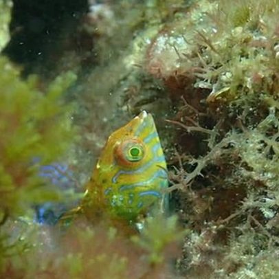 Wrasse raro avistado pela primeira vez desde 2009 em kelp da Austrália Ocidental