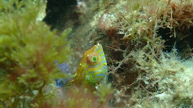 ‘A very cryptic, shy fish’: the rare Braun's wrasse that researchers spotted during a dive near Albany in Western Australia.