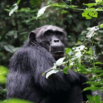 Tomada de risco ocorre mais cedo em chimpanzés que em humanos, aponta estudo