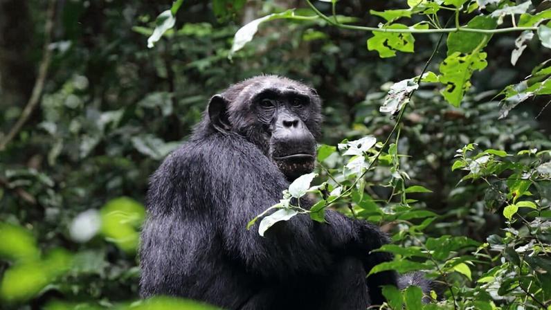 A chimpanzee in Uganda. Image by Nigel Hoult via Flickr (CC BY 2.0).