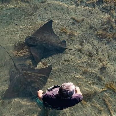 Acariciar uma arraia selvagem de 300 kg: como é a experiência