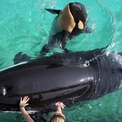 Corrida para salvar Wikie e Keijo, orcas mãe e filho em aquário fechado