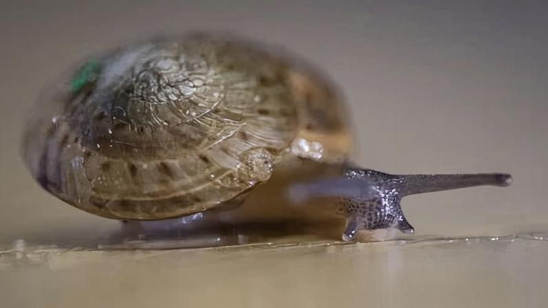 A greater Bermuda snail