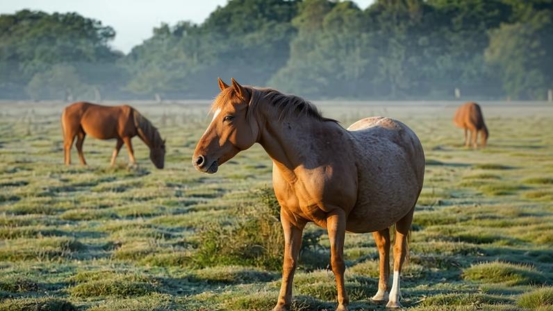 The law would impose jail terms of up to three years and fines of up to €100,000 for the slaughter of equines.