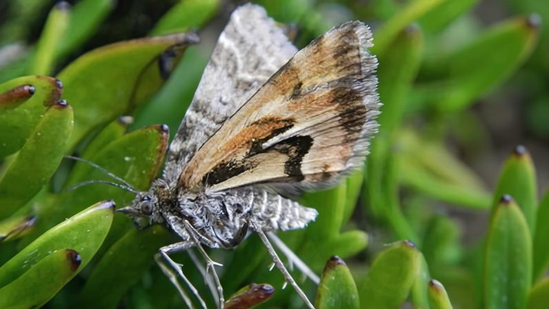 Closeup of an Avatar moth on a plant