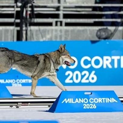 Cão invade o percurso nos Jogos de Inverno e não leva medalha