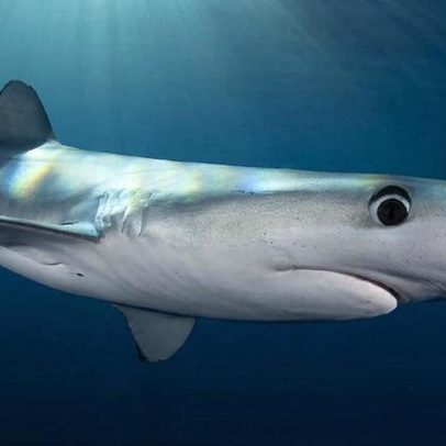 Cientistas desenvolvem método barato para manter tubarões longe de anzóis
