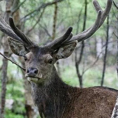 Caça de cervos na Inglaterra facilita proteção de bosques