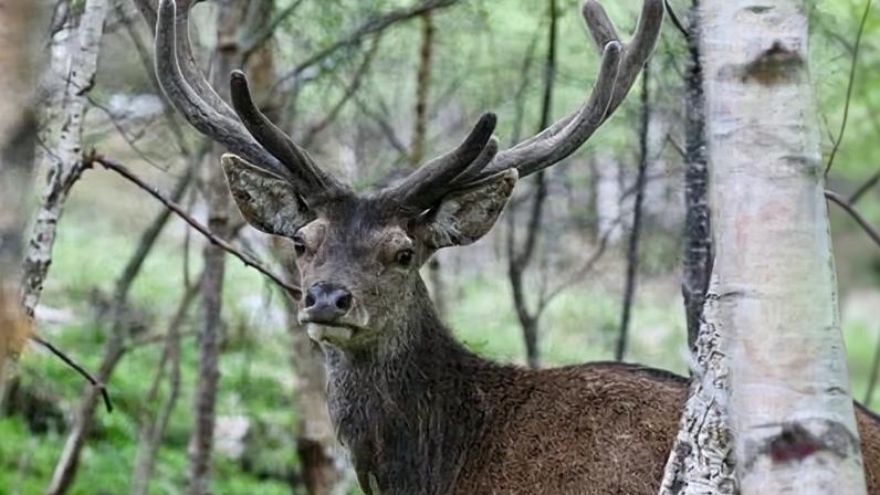 Red deer stag stands between silver birch trees, turning towards the camera. His wide antlers are framed between the tree trunks.