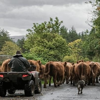 Vendas de produtos agrícolas britânicos para a UE caem 37% após o Brexit