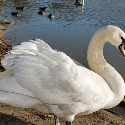 Voluntários tentam conter possível surto de gripe aviária entre cisnes