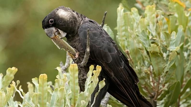 Carnaby's black cockatoos are among the species that currently inhabit an endangered banksia ecosystem that developers wish to replant as part of an environmental offset proposal.