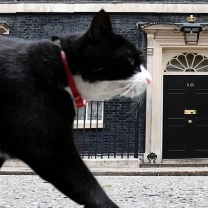 Palmerston, o gato do Foreign Office, morre após transferência para Bermuda