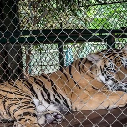 Autoridades tentam conter surto viral após 72 tigres em cativeiro morrerem na Tailândia
