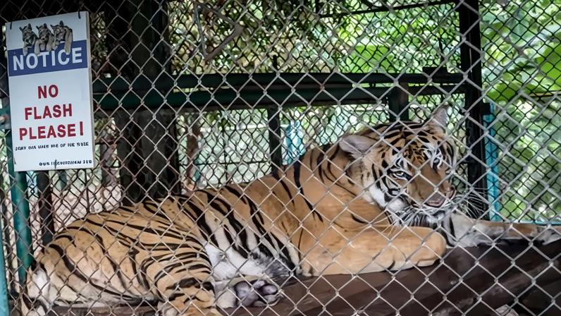 A tiger before the outbreak at the Tiger Kingdom zoo in Chiang Mai, where the exact cause of the deaths remains unclear.