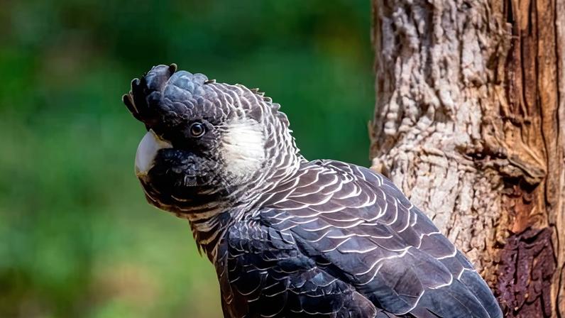 WA’s northern jarrah forests are habitat for endangered baudin’s black cockatoos (pictured) and carnaby’s black cockatoos.
