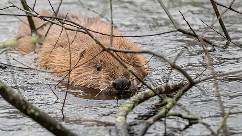 A beaver swimming amid submerged branches in a lake