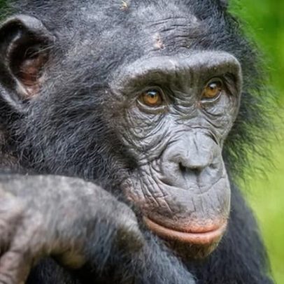 Bonobos demonstram brincar de faz-de-conta como crianças, aponta estudo