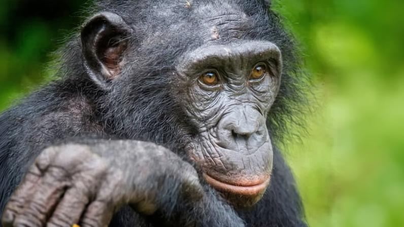 Portrait of an adult Bonobo in DR Congo with arm lifted up towards face.