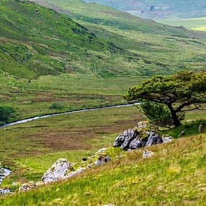Caridade no País de Gales adquire mais de 405 hectares para rewilding