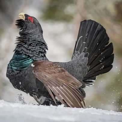 Sinais de recuperação para o raro pássaro capercaillie na Escócia